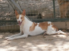 WALLY, Hund, Podenco in Spanien - Bild 2