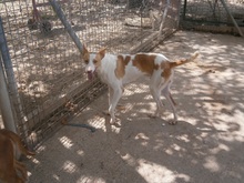 WALLY, Hund, Podenco in Spanien - Bild 3