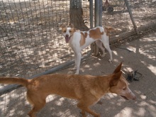 WALLY, Hund, Podenco in Spanien - Bild 4