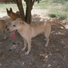 ROMEO, Hund, Mischlingshund in Spanien - Bild 3
