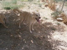 ROMEO, Hund, Mischlingshund in Spanien - Bild 5