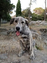 CHAMP, Hund, Mischlingshund in Italien - Bild 4