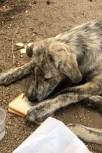CHAMP, Hund, Mischlingshund in Italien - Bild 7