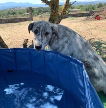 CHAMP, Hund, Mischlingshund in Italien - Bild 9