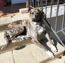 EROS, Hund, Mischlingshund in Griechenland - Bild 1