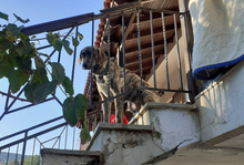 EROS, Hund, Mischlingshund in Griechenland - Bild 2