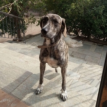 EROS, Hund, Mischlingshund in Griechenland - Bild 3
