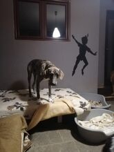 EROS, Hund, Mischlingshund in Griechenland - Bild 4