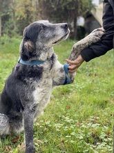 KIRA, Hund, Mischlingshund in Italien - Bild 2