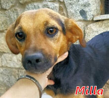 MILLA, Hund, Mischlingshund in Dachau - Bild 1