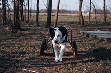 FELIX, Hund, Mischlingshund in Kroatien - Bild 6