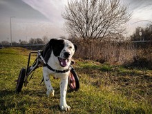 FELIX, Hund, Mischlingshund in Kroatien - Bild 7