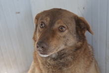 CARAMEL, Hund, Mischlingshund in Rumänien - Bild 1