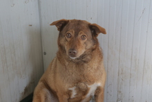 CARAMEL, Hund, Mischlingshund in Rumänien - Bild 2