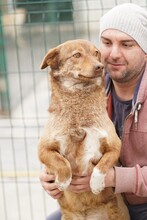 CARAMEL, Hund, Mischlingshund in Rumänien - Bild 4