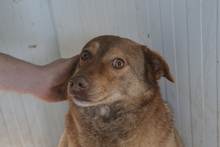 CARAMEL, Hund, Mischlingshund in Rumänien - Bild 6