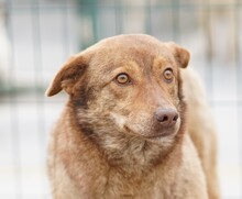 CARAMEL, Hund, Mischlingshund in Rumänien - Bild 7