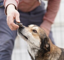 DENISA, Hund, Mischlingshund in Rumänien - Bild 3