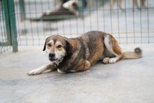 DENISA, Hund, Mischlingshund in Rumänien - Bild 4