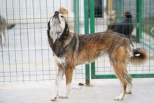 DENISA, Hund, Mischlingshund in Rumänien - Bild 5