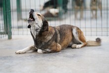 DENISA, Hund, Mischlingshund in Rumänien - Bild 6
