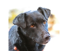 Tierheim Hunde Suchen Und Finden