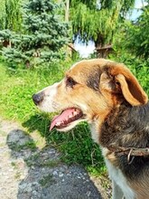 PAUL, Hund, Beagle-Mix in Polen - Bild 3