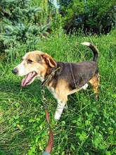 PAUL, Hund, Beagle-Mix in Polen - Bild 4
