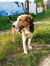 PAUL, Hund, Beagle-Mix in Polen - Bild 7