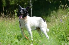 GRACIA, Hund, Mischlingshund in Polen - Bild 3