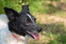 GRACIA, Hund, Mischlingshund in Polen - Bild 4