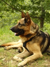 WITCHER, Hund, Deutscher Schäferhund in Spanien - Bild 1