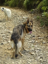 WITCHER, Hund, Deutscher Schäferhund in Spanien - Bild 10