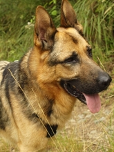 WITCHER, Hund, Deutscher Schäferhund in Spanien - Bild 2