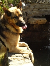 WITCHER, Hund, Deutscher Schäferhund in Spanien - Bild 3