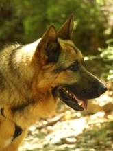 WITCHER, Hund, Deutscher Schäferhund in Spanien - Bild 4