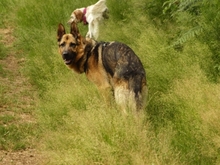 WITCHER, Hund, Deutscher Schäferhund in Spanien - Bild 6