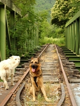 WITCHER, Hund, Deutscher Schäferhund in Spanien - Bild 8