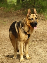 WITCHER, Hund, Deutscher Schäferhund in Spanien - Bild 9