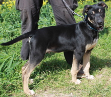 PEPPER, Hund, Mischlingshund in Auenwald - Bild 2