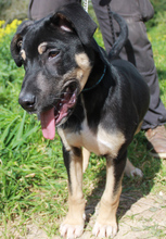 PEPPER, Hund, Mischlingshund in Auenwald - Bild 3