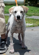 KONGO, Hund, Mischlingshund in Ungarn - Bild 2