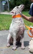 KONGO, Hund, Mischlingshund in Ungarn - Bild 5