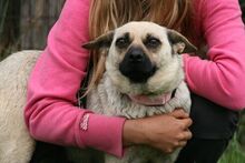 SHERON, Hund, Mischlingshund in Ungarn - Bild 10