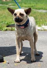 SHERON, Hund, Mischlingshund in Ungarn - Bild 2