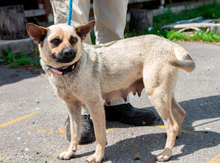 SHERON, Hund, Mischlingshund in Ungarn - Bild 3