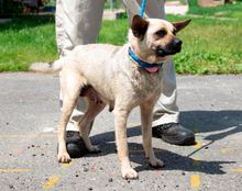 SHERON, Hund, Mischlingshund in Ungarn - Bild 4