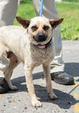 SHERON, Hund, Mischlingshund in Ungarn - Bild 5