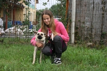 SHERON, Hund, Mischlingshund in Ungarn - Bild 6