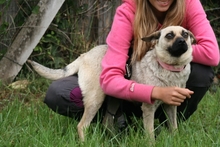 SHERON, Hund, Mischlingshund in Ungarn - Bild 7